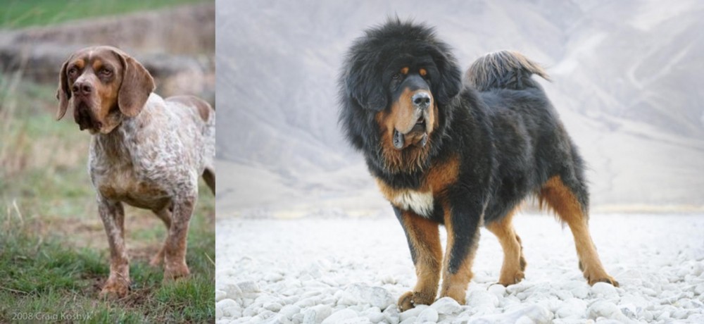 Tibetan Mastiff vs Spanish Pointer - Breed Comparison