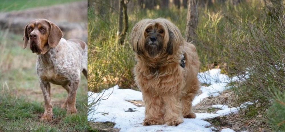 Tibetan Terrier vs Spanish Pointer - Breed Comparison
