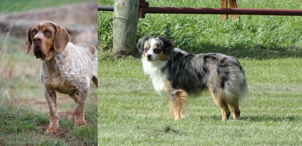 Toy Australian Shepherd vs Spanish Pointer - Breed Comparison