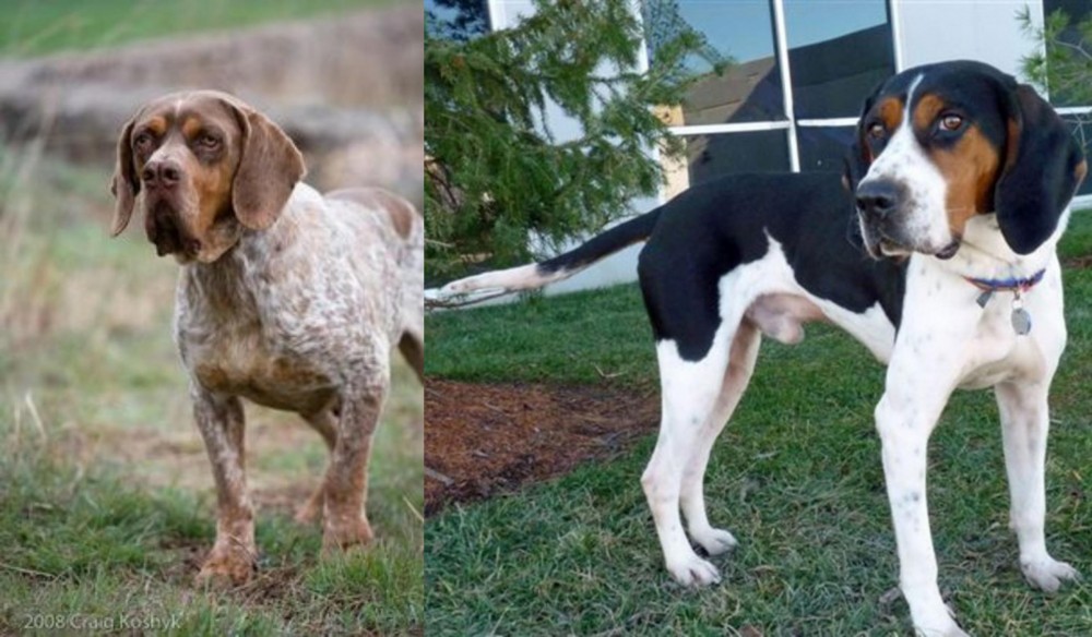 Treeing Walker Coonhound vs Spanish Pointer - Breed Comparison