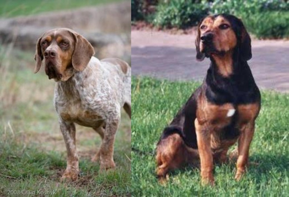 Tyrolean Hound vs Spanish Pointer - Breed Comparison