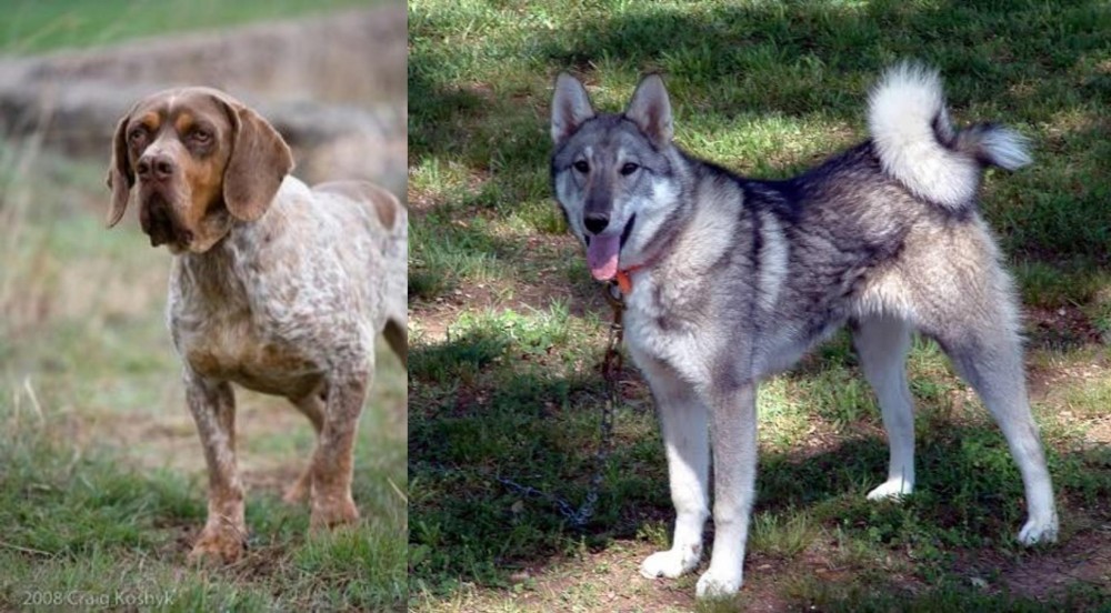 West Siberian Laika vs Spanish Pointer - Breed Comparison
