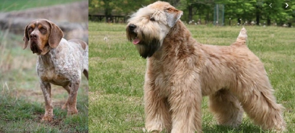 Wheaten Terrier vs Spanish Pointer - Breed Comparison