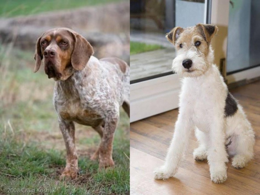 Wire Fox Terrier vs Spanish Pointer - Breed Comparison