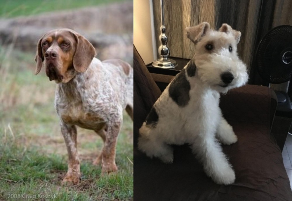 Wire Haired Fox Terrier vs Spanish Pointer - Breed Comparison