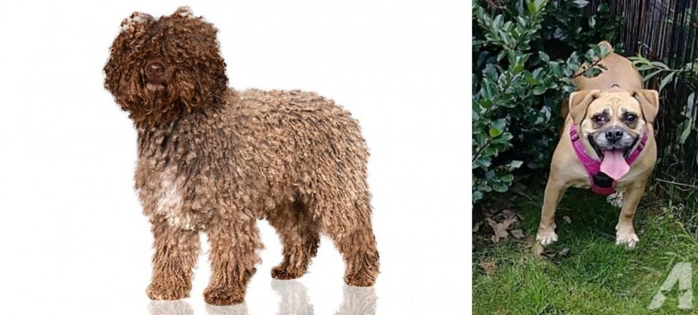 Beabull vs Spanish Water Dog - Breed Comparison