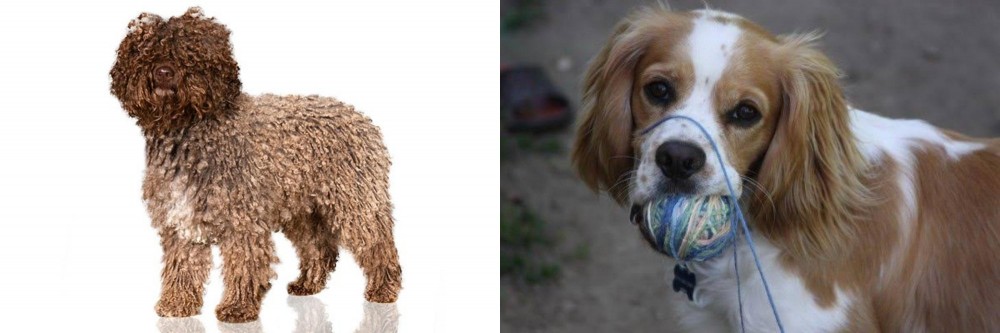Cockalier vs Spanish Water Dog - Breed Comparison