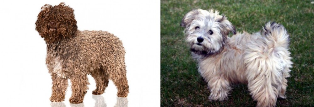 Havapoo vs Spanish Water Dog - Breed Comparison