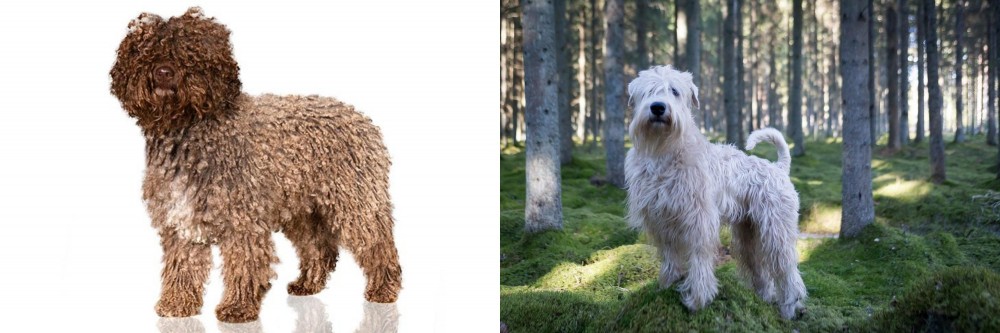 Soft-Coated Wheaten Terrier vs Spanish Water Dog - Breed Comparison