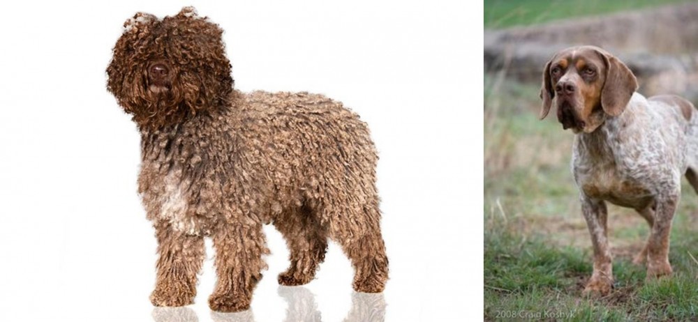 Spanish Pointer vs Spanish Water Dog - Breed Comparison