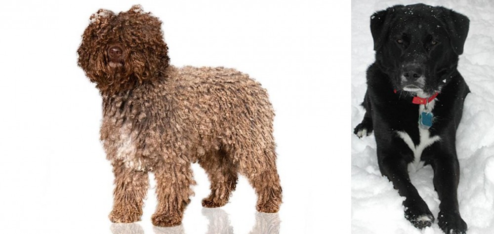 St. John's Water Dog vs Spanish Water Dog - Breed Comparison