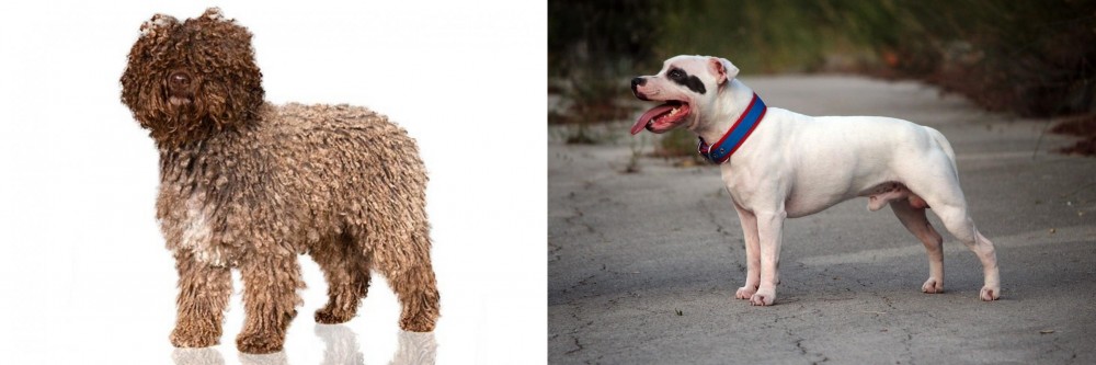 Staffordshire Bull Terrier vs Spanish Water Dog - Breed Comparison