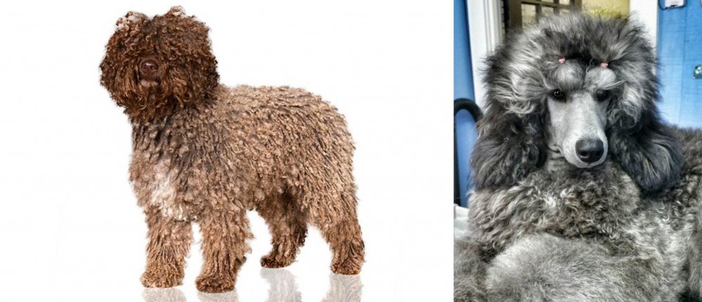 Standard Poodle vs Spanish Water Dog - Breed Comparison