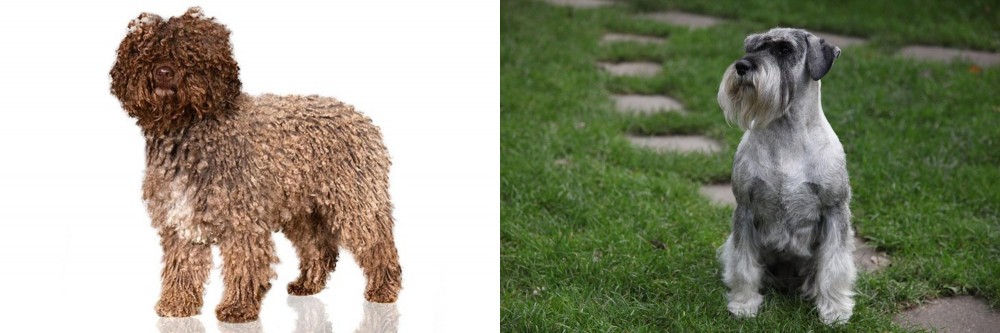 Standard Schnauzer vs Spanish Water Dog - Breed Comparison