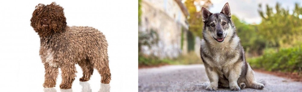 Swedish Vallhund vs Spanish Water Dog - Breed Comparison