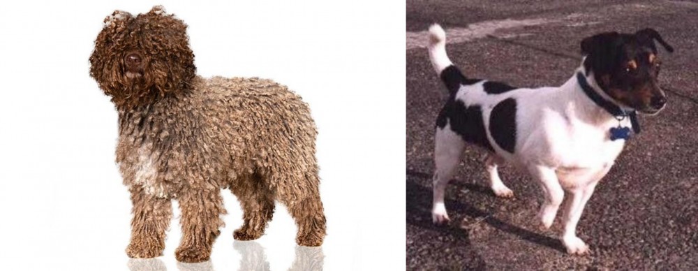 Teddy Roosevelt Terrier vs Spanish Water Dog - Breed Comparison