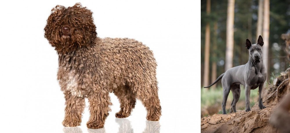 Thai Ridgeback vs Spanish Water Dog - Breed Comparison