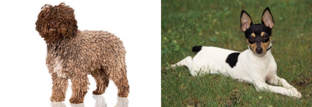 Toy Fox Terrier vs Spanish Water Dog - Breed Comparison