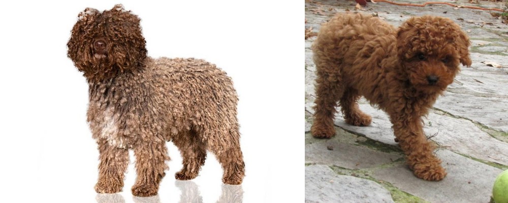 Toy Poodle vs Spanish Water Dog - Breed Comparison