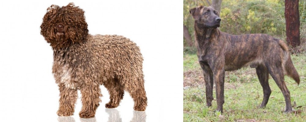Treeing Tennessee Brindle vs Spanish Water Dog - Breed Comparison