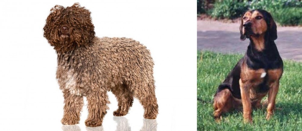 Tyrolean Hound vs Spanish Water Dog - Breed Comparison