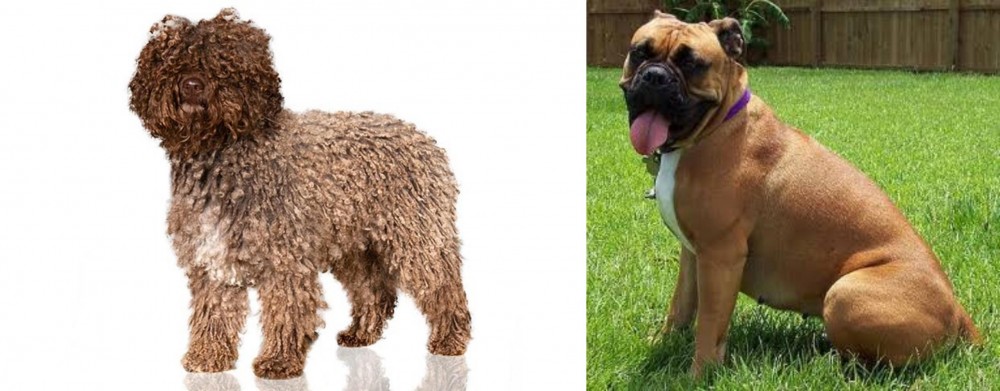 Valley Bulldog vs Spanish Water Dog - Breed Comparison