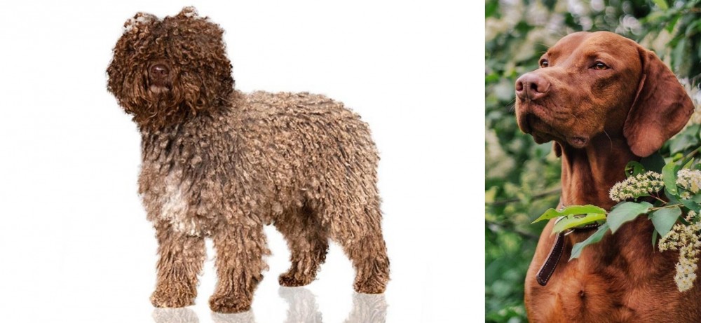 Vizsla vs Spanish Water Dog - Breed Comparison