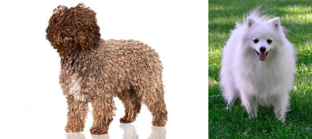 Volpino Italiano vs Spanish Water Dog - Breed Comparison