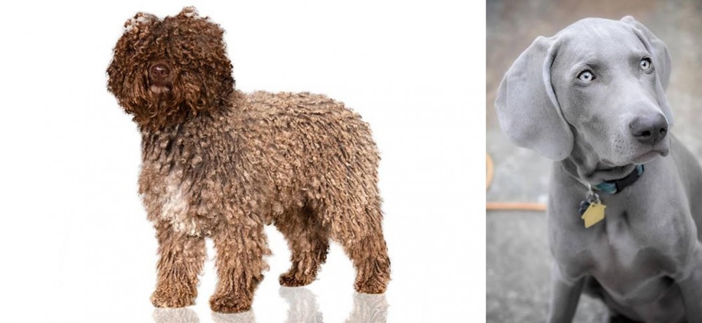 Weimaraner vs Spanish Water Dog - Breed Comparison