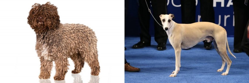 Whippet vs Spanish Water Dog - Breed Comparison
