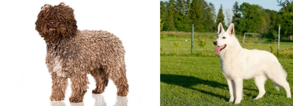 White Shepherd vs Spanish Water Dog - Breed Comparison