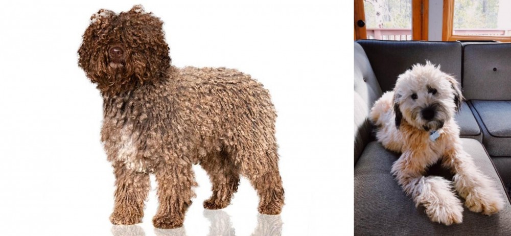 Whoodles vs Spanish Water Dog - Breed Comparison