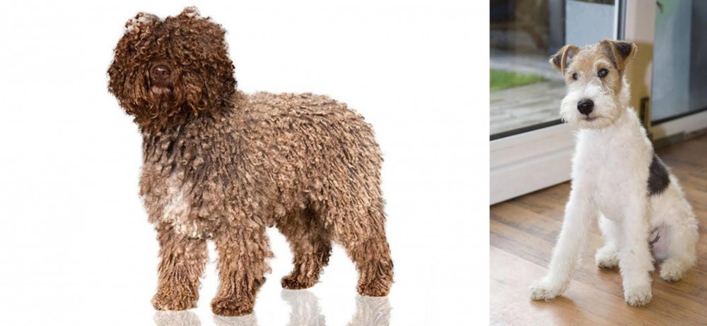 Wire Fox Terrier vs Spanish Water Dog - Breed Comparison