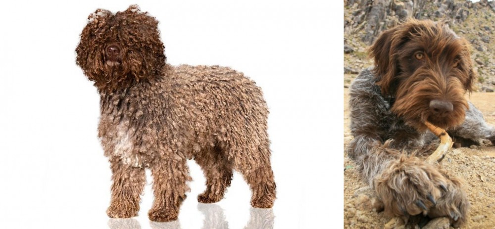 Wirehaired Pointing Griffon vs Spanish Water Dog - Breed Comparison