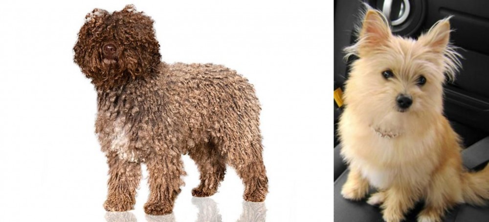 Yoranian vs Spanish Water Dog - Breed Comparison