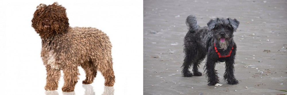 YorkiePoo vs Spanish Water Dog - Breed Comparison