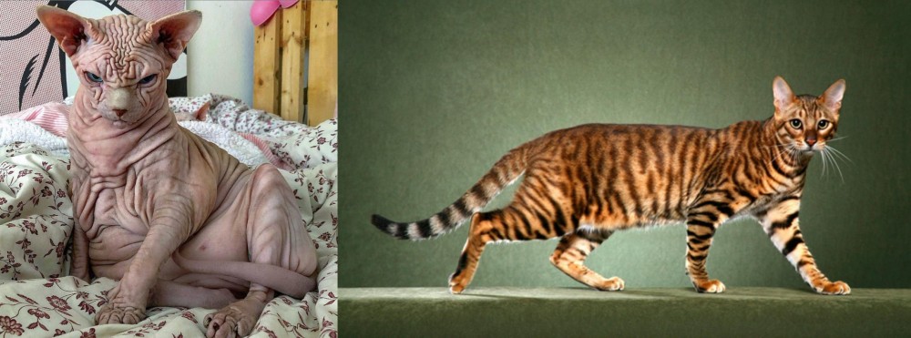 Toyger vs Sphynx - Breed Comparison