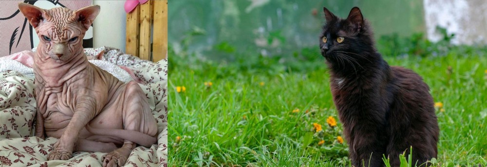 York Chocolate Cat vs Sphynx - Breed Comparison
