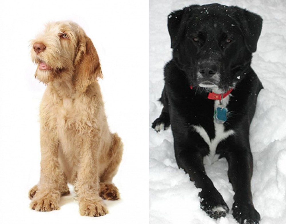 St. John's Water Dog vs Spinone Italiano - Breed Comparison