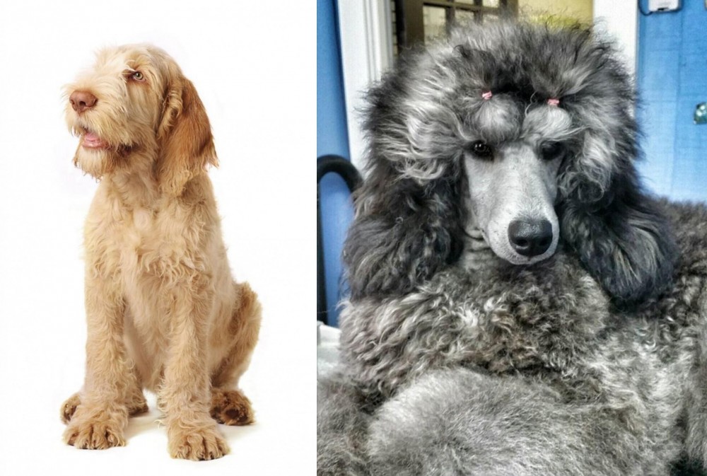 Standard Poodle vs Spinone Italiano - Breed Comparison