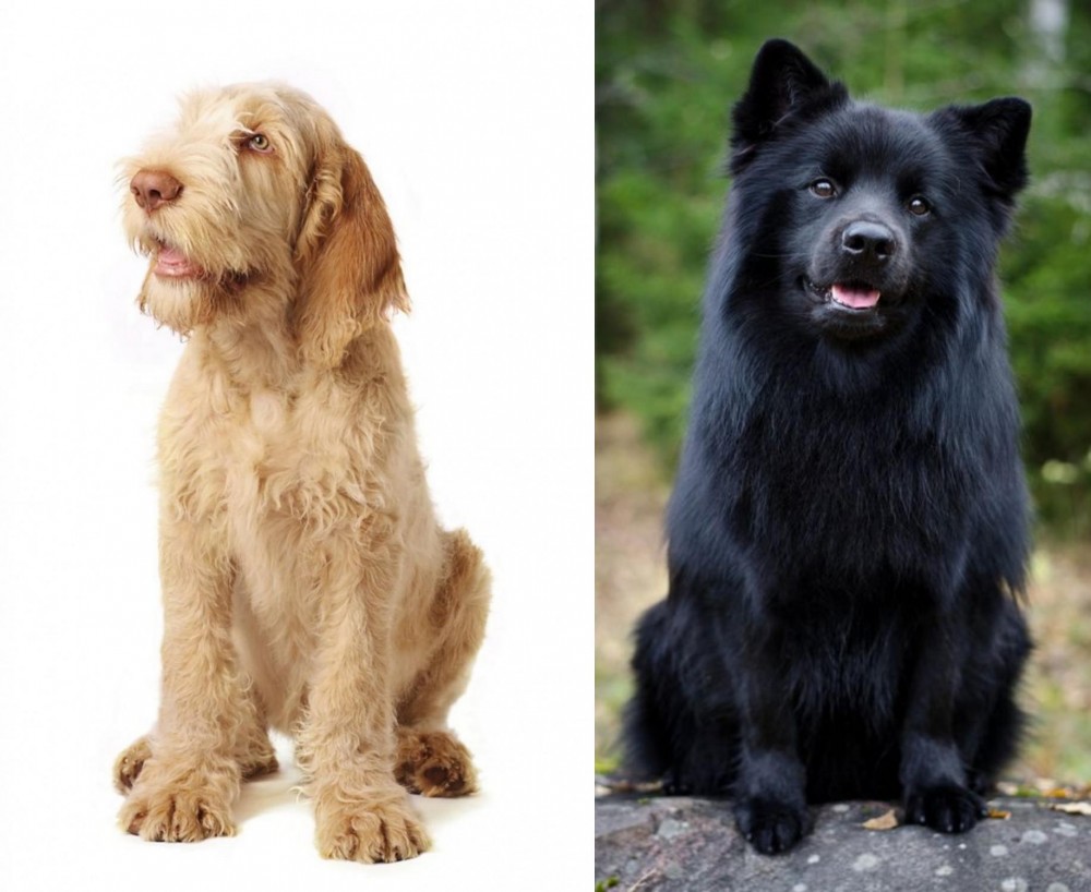 Swedish Lapphund vs Spinone Italiano - Breed Comparison