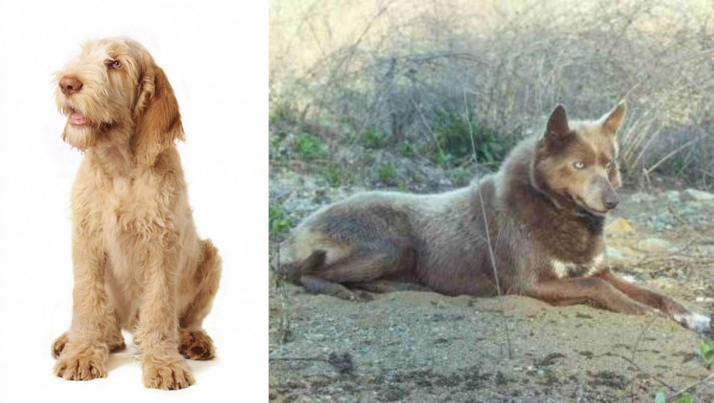 Tahltan Bear Dog vs Spinone Italiano - Breed Comparison