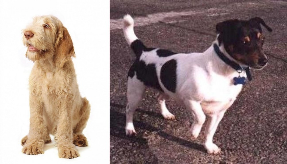 Teddy Roosevelt Terrier vs Spinone Italiano - Breed Comparison
