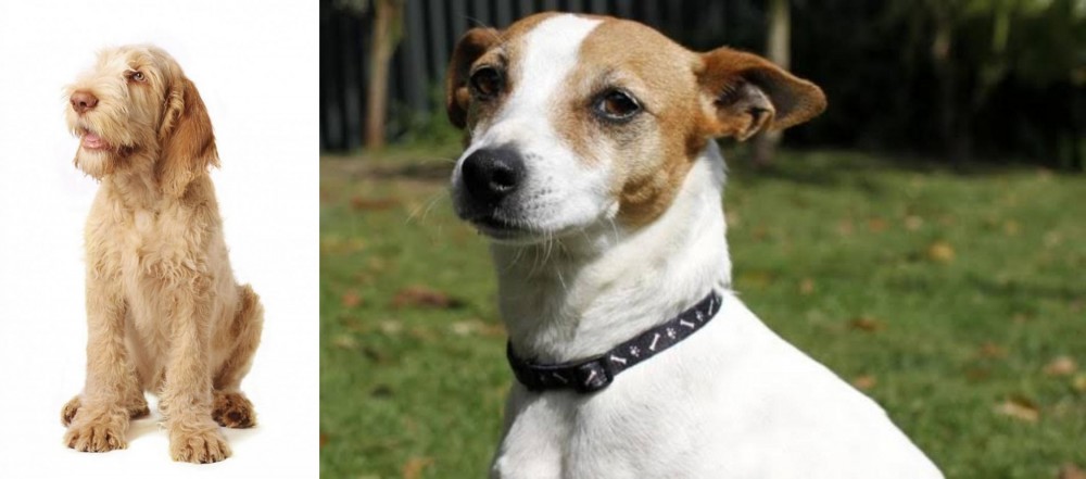 Tenterfield Terrier vs Spinone Italiano - Breed Comparison
