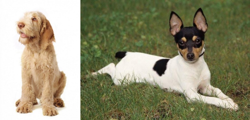 Toy Fox Terrier vs Spinone Italiano - Breed Comparison