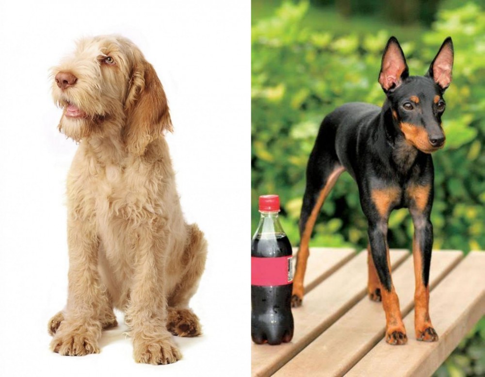 Toy Manchester Terrier vs Spinone Italiano - Breed Comparison