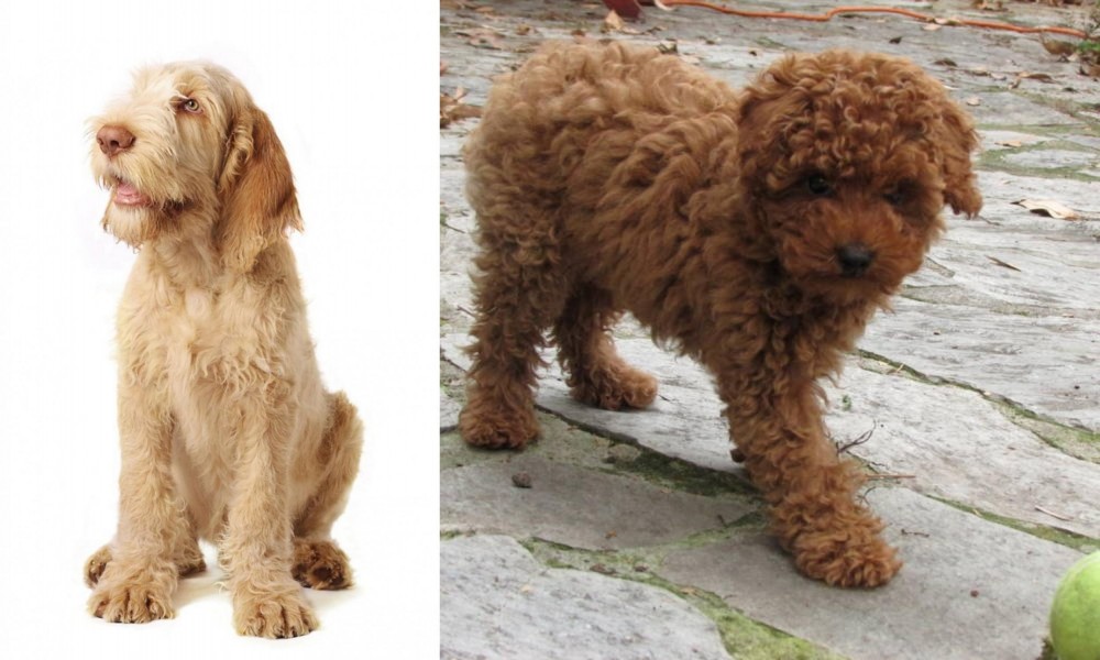 Toy Poodle vs Spinone Italiano - Breed Comparison
