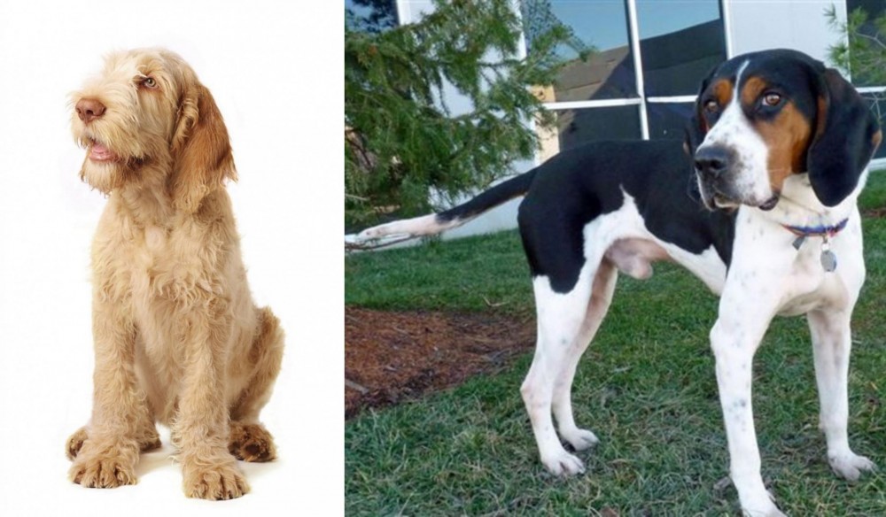 Treeing Walker Coonhound vs Spinone Italiano - Breed Comparison