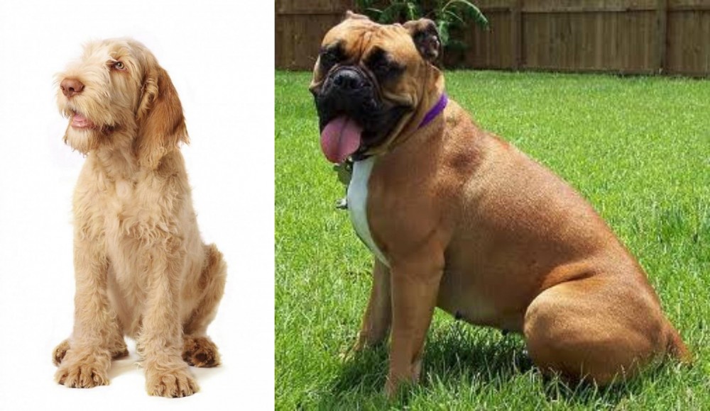 Valley Bulldog vs Spinone Italiano - Breed Comparison