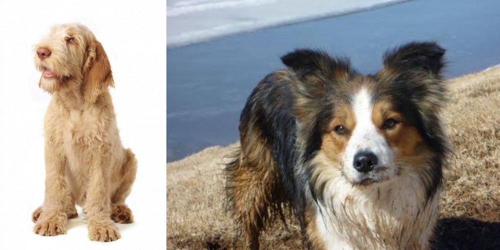 Welsh Sheepdog vs Spinone Italiano - Breed Comparison
